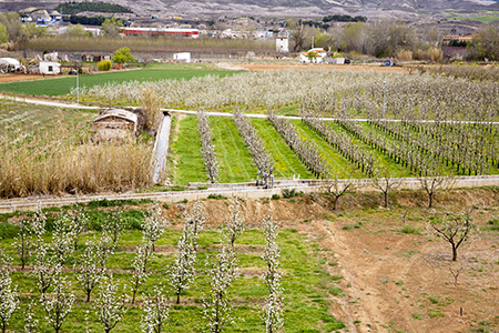 Calatayud/Cariñena