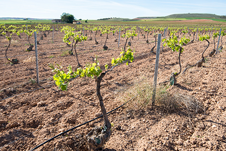 Madrid/La Mancha