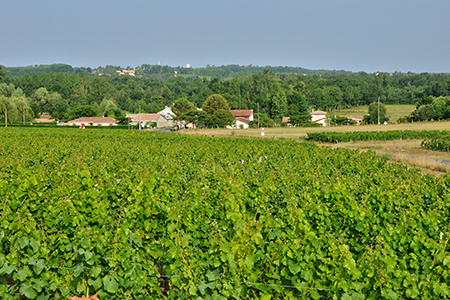 Sauternes/Barsac